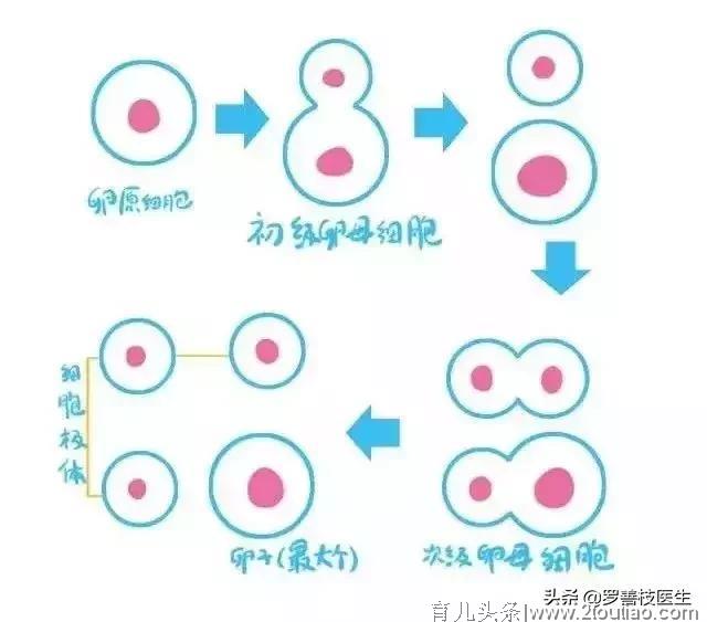 备孕要提前“三个月”？真的有科学依据的吗？