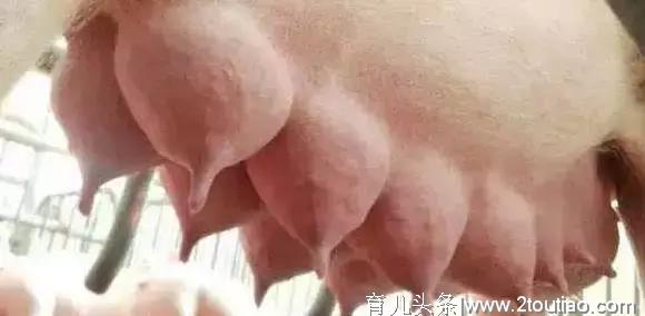 母猪产后无乳的30种催奶方法，建议收藏