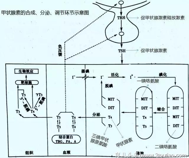 儿童科学补碘益智，“碘”到为止