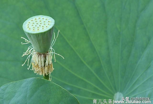 孕妈常吃这几种食物，可以预防宝宝黄疸，让宝宝的皮肤更健康