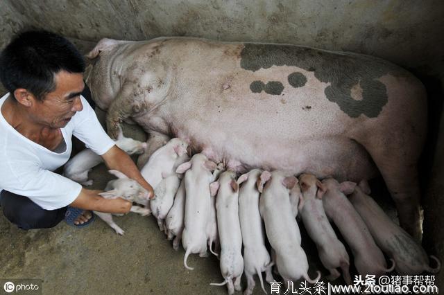 母猪奶水不足怎么办？催奶方法大全来了