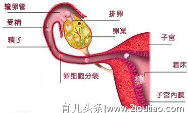 怀孕第1月：宝宝的发育情况