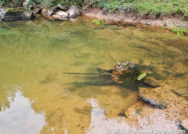 流产后的“胎儿”，最后都去哪了？这些处理方式让人心疼