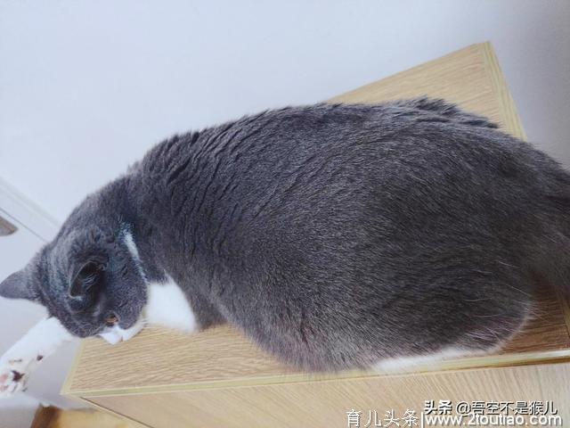 猫咪生产我们应该如何应对？孕期、生产、产后应该注意哪6点？