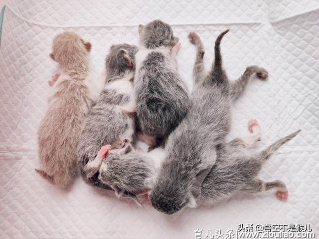 猫咪生产我们应该如何应对？孕期、生产、产后应该注意哪6点？