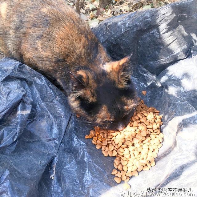 猫咪生产我们应该如何应对？孕期、生产、产后应该注意哪6点？