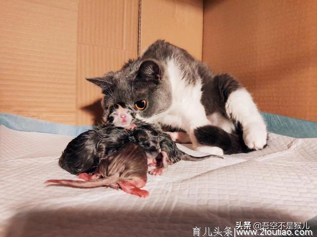 猫咪生产我们应该如何应对？孕期、生产、产后应该注意哪6点？