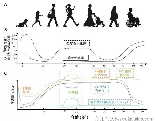 中年人的忧愁：为什么小孩和老人更容易生病？| 商周专栏