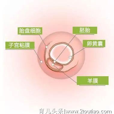 「准妈妈系列」怀孕日记-第1周