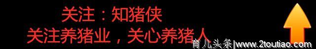 母猪分娩时应该注意啥？一篇文章学会母猪分娩期间的饲养管理