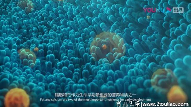 母乳喂养有没有必要？科学实验告诉你真相