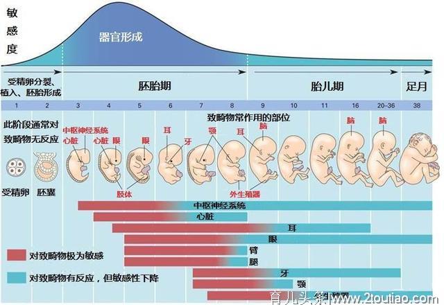 怀孕一个月胎儿有多大？孕早期六点注意事项，准爸妈知道好处多