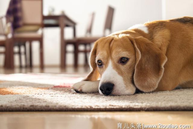 什么是犬乳腺炎？乳腺炎有几种类型？主人要更注意狗狗的产后护理