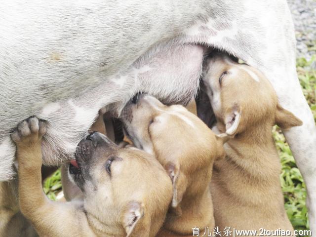 什么是犬乳腺炎？乳腺炎有几种类型？主人要更注意狗狗的产后护理