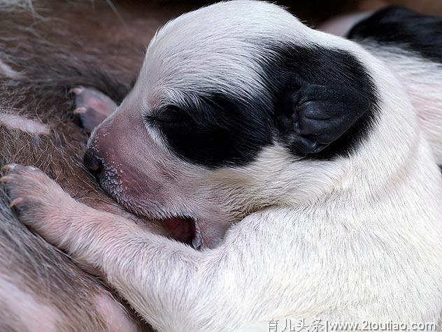 什么是犬乳腺炎？乳腺炎有几种类型？主人要更注意狗狗的产后护理