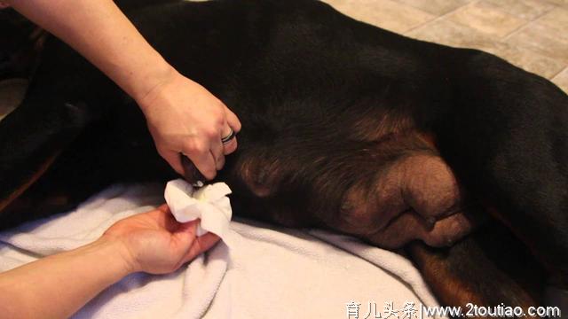 什么是犬乳腺炎？乳腺炎有几种类型？主人要更注意狗狗的产后护理