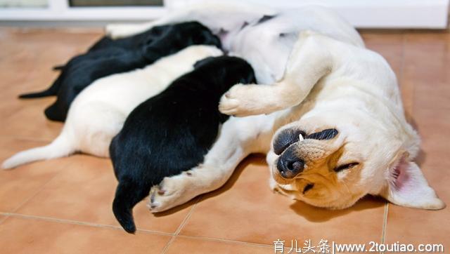 什么是犬乳腺炎？乳腺炎有几种类型？主人要更注意狗狗的产后护理