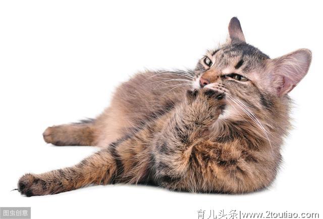 辟谣：怀孕的猫妈妈应该少吃点预防难产？拜托，它是猫不是人