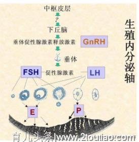 性早熟儿童超53万，正暴露了家长科学喂养问题，预防工作迫在眉睫