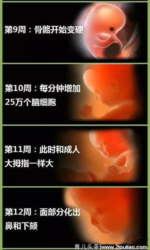 详细记录怀孕40周胎儿成长过程，从胚胎到宝宝，这些变化太神奇了