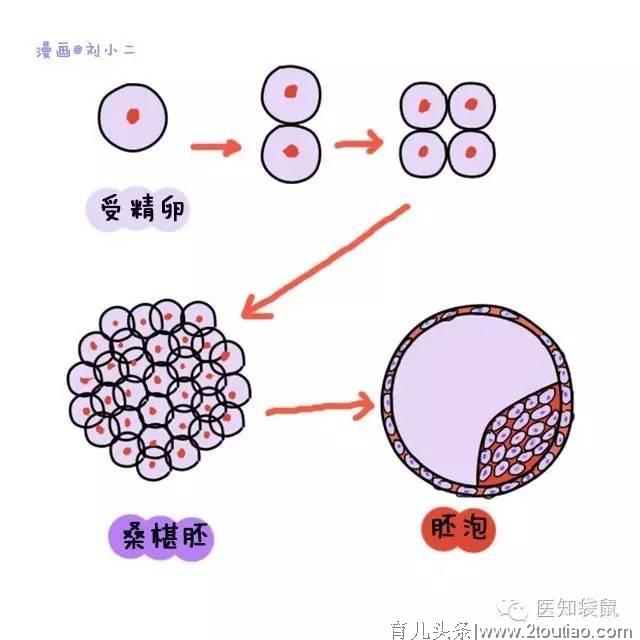 孕期为何会流产？真正的原因在这儿！