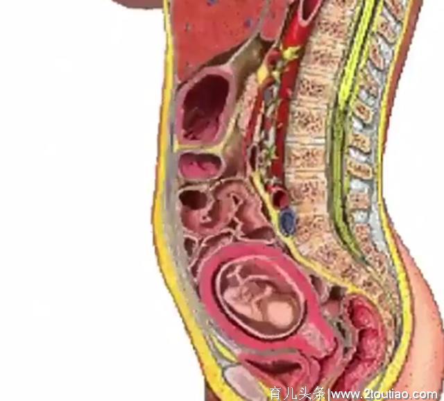 怀孕对孕妈影响，内脏受压、生理曲度改变的过程，五张图一次看清