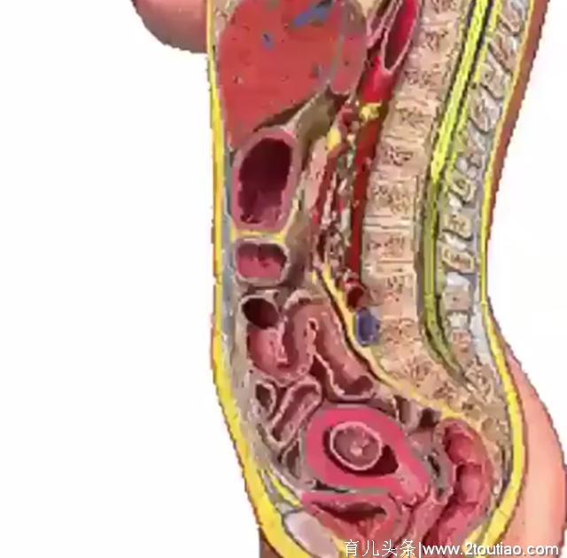 怀孕对孕妈影响，内脏受压、生理曲度改变的过程，五张图一次看清