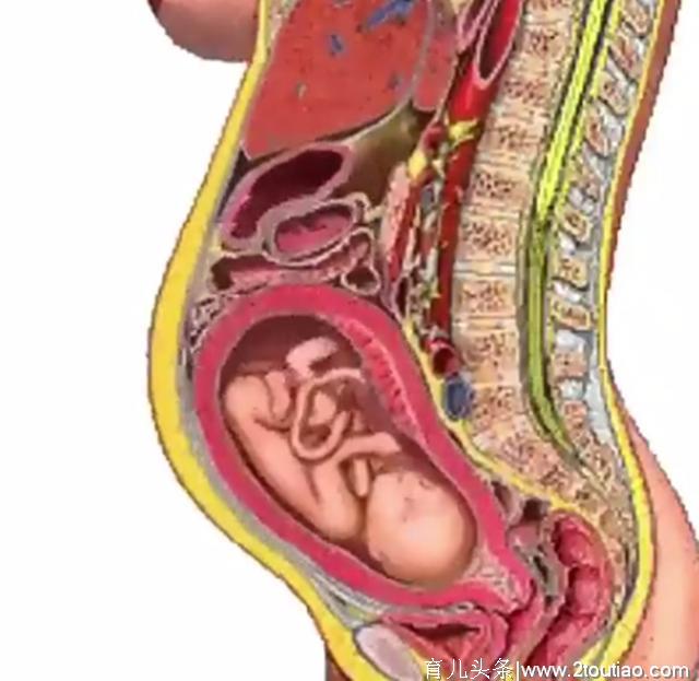 怀孕对孕妈影响，内脏受压、生理曲度改变的过程，五张图一次看清