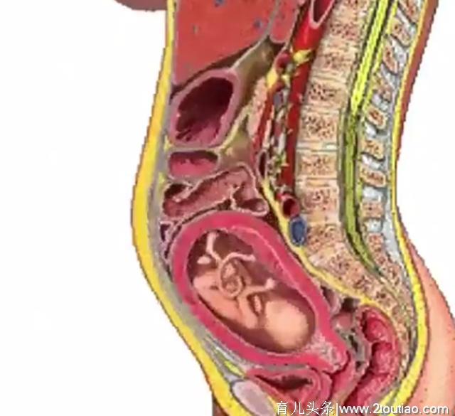 怀孕对孕妈影响，内脏受压、生理曲度改变的过程，五张图一次看清