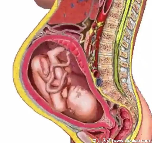 怀孕对孕妈影响，内脏受压、生理曲度改变的过程，五张图一次看清