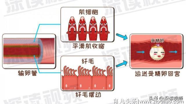 宫外孕是怎么回事儿？