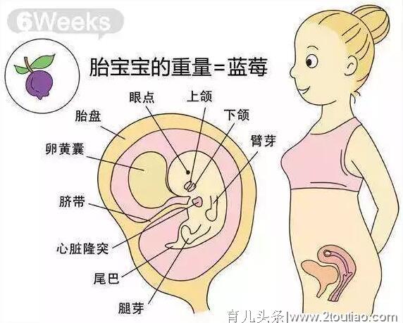 孕期|怀孕第二个月，关键时期这些事项你要重视