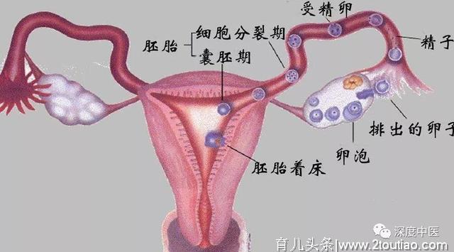 载入教科书的宫外孕I、II号方你还记得么？拍成电影首映了！