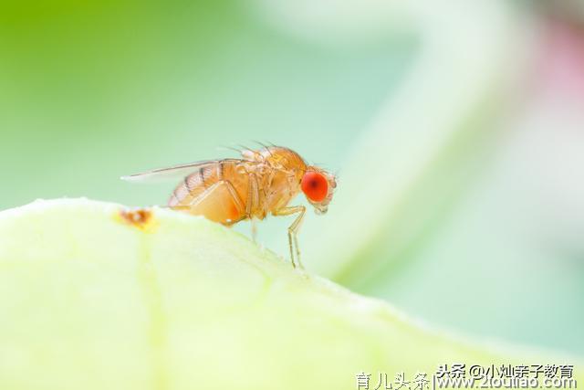 面对严重挑食的孩子，妈妈只做了这一件事，就让孩子爱上吃蔬菜