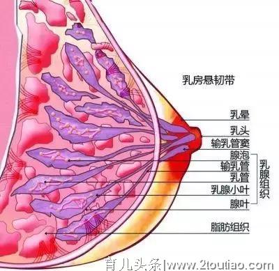 奶水不足咋办？教你4个催奶妙招，第一个最有用！