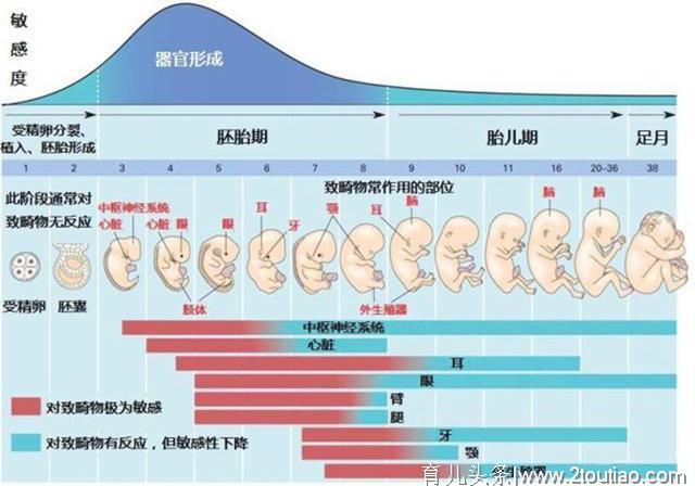 想要预防胎宝畸形，孕妈要先坚持5件事，做不到趁早别怀