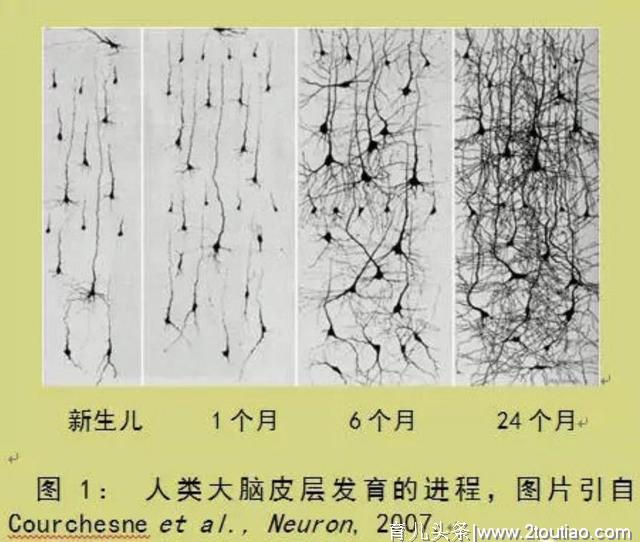 这三个流传最广、误会最深的脑科学理论，在制造育儿焦虑