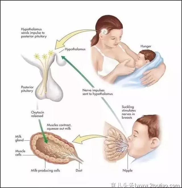 母乳喂养成功的关键在于多吃？怎么多吃来了解一下