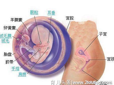 刚怀孕的我，到底应该怎么吃？