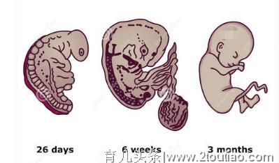 怀孕一个月胎儿有多大？孕早期六点注意事项，准爸妈知道好处多