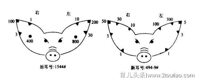 母猪“分娩与接生”，新老养猪人的同一困惑丨细节7要点